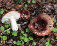 Russula pilocystidiata image