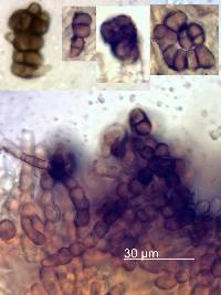 Trimmatostroma betulinum image