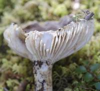 Lactarius sepiaceus image