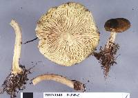 Clitocybe eucalyptorum image