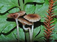 Mycena helminthobasis image