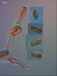 Golovinomyces sordidus image