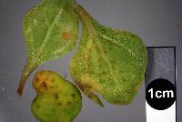 Puccinia tetragoniae image