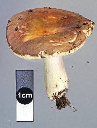 Russula umerensis image