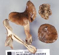 Tricholoma elegans image