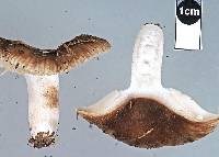 Russula amoenolens image