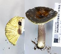 Russula atroviridis image