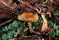 Galerina sideroides image