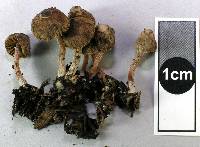 Inocybe dissimilis image