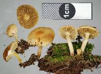 Pholiota pallidocaulis image