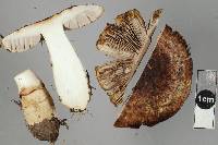 Agaricus horakianus image