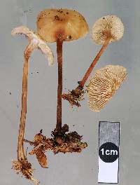 Collybiopsis rimutaka image