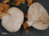 Crepidotus lateralipes image