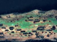 Puccinia hordei image