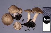 Inocybe sindonia image