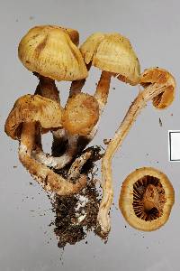 Cortinarius waiporianus image