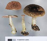 Agaricus viridopurpurascens image