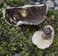 Lactarius sepiaceus image