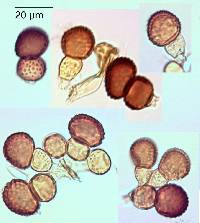 Tranzschelia discolor image