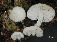 Hemimycena tortuosa image