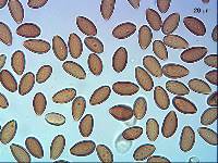 Psilocybe weraroa image