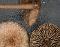 Flammulaster pulveraceus image