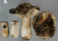 Russula inquinata image