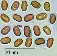 Pholiota subflammans image