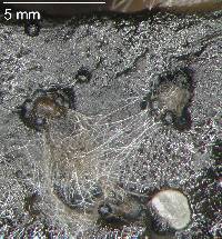 Image of Corollospora angusta