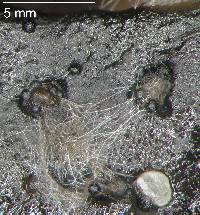 Corollospora angusta image