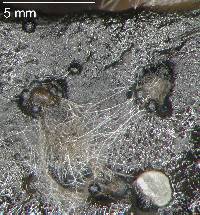 Corollospora angusta image