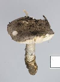 Amanita inopinata image