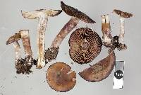 Cortinarius australis image