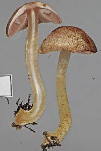 Agaricus campbellensis image