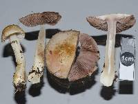 Agaricus dulcidulus image