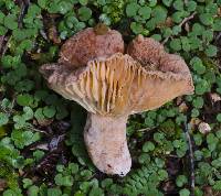 Lactifluus aurantioruber image