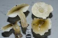 Tricholoma viridiolivaceum image