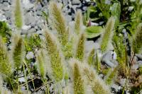 Puccinia polypogonobia image