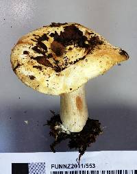 Russula australis image