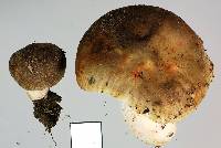 Russula vinaceocuticulata image