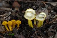 Gliophorus chromolimoneus image