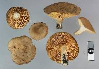 Lactarius glyciosmus image