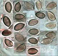 Lepiota haemorrhagica image