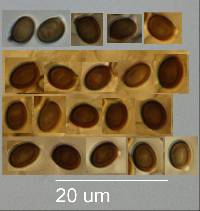 Agaricus dulcidulus image