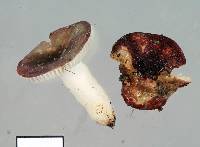 Russula laccata image