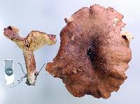 Lactarius rufus image