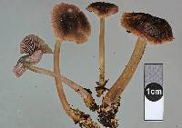 Mycena fuscovinacea image