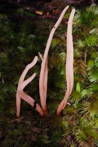 Clavaria phoenicea var. persicina image