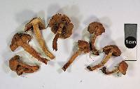 Pholiota subflammans image