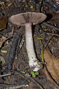 Agaricus dulcidulus image